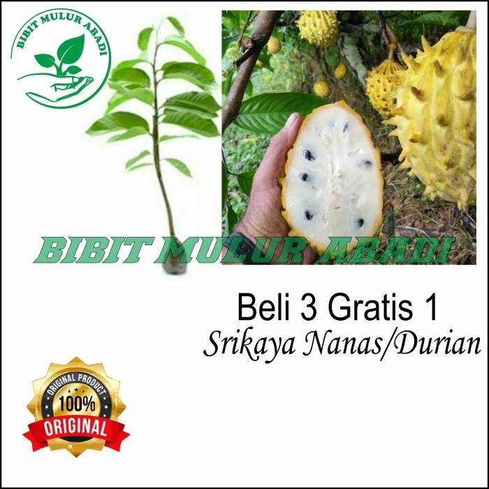 bibit buah biriba /srikaya berduri / srikaya durian