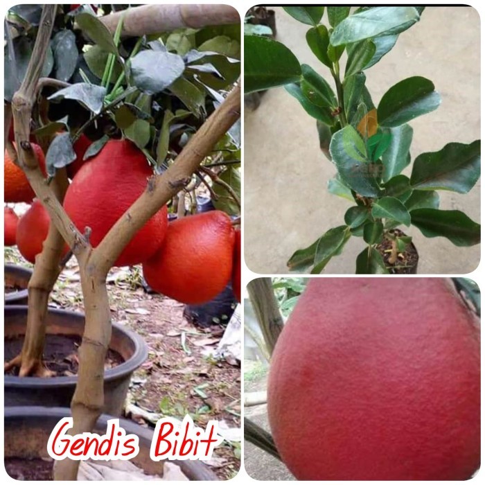 Bibit jeruk bali madu/pamelo merah/red pamelo THAILAND