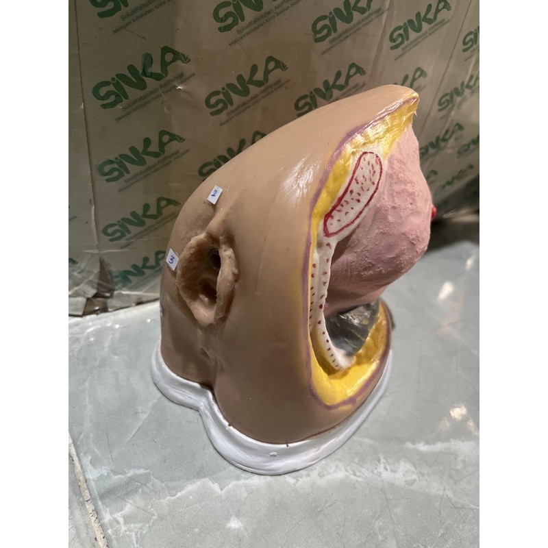 MODEL KATETER WANITA | MODEL KATETER PEREMPUAN