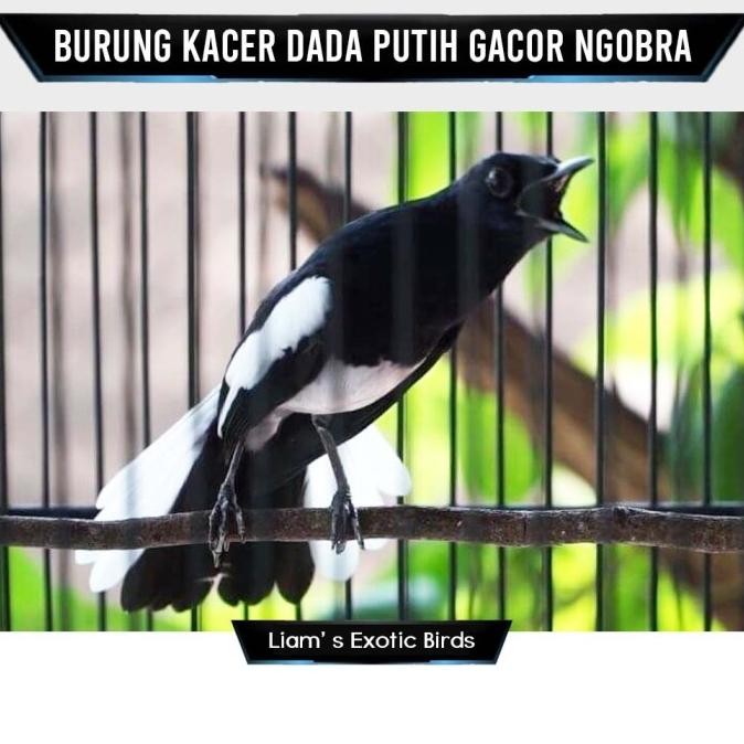 TERBARU - Burung Kacer Dada Putih Gacor Ngobra