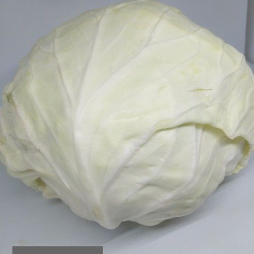 

Kol putih asli segar ukuran 1 kilogram