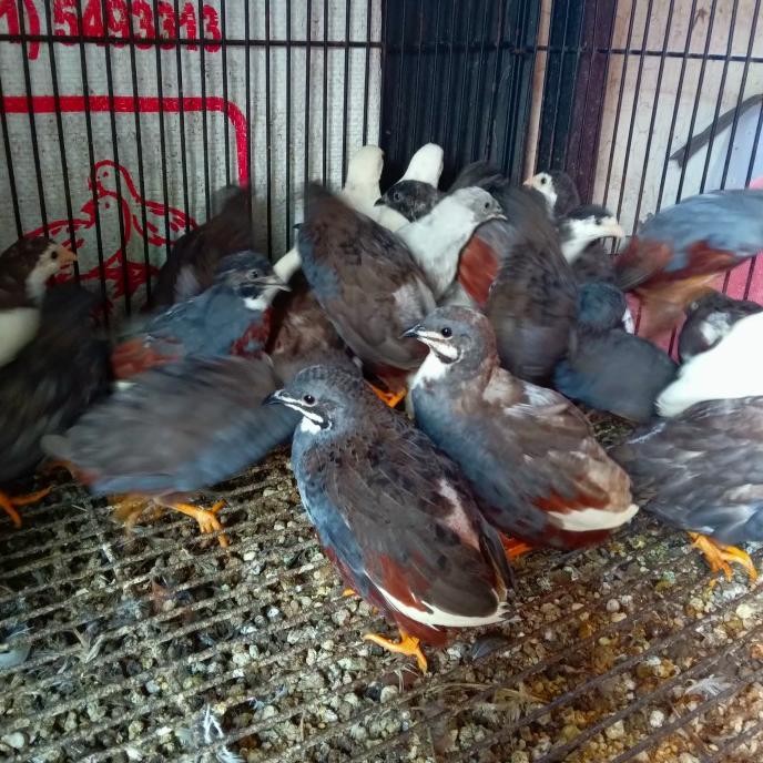 TERBARU - Sepasang Puyuh Batu Burung Hias Aviary