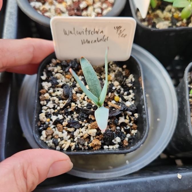 

BIG SALE WELWITSCHIA MIRABILIS SEEDS !!!!!