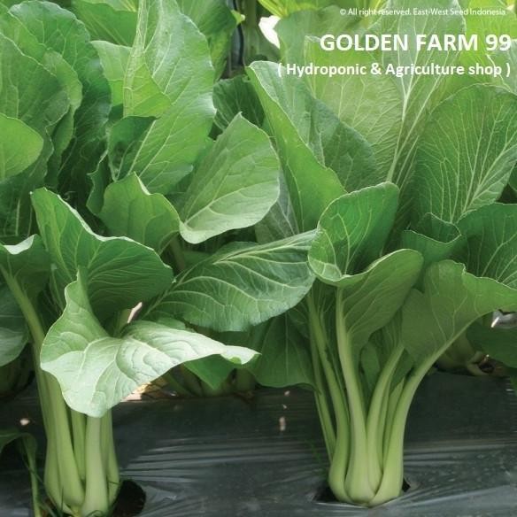 

BIG SALE SAWI CAISIM SHINTA CAP PANAH MERAH ISI 2.000 SEEDS - ORIGINAL PACK !!!!!