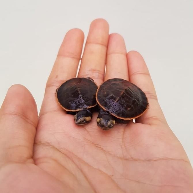 Baby Up Red Bellied Sideneck Turtle (Kura dada merah/damer)