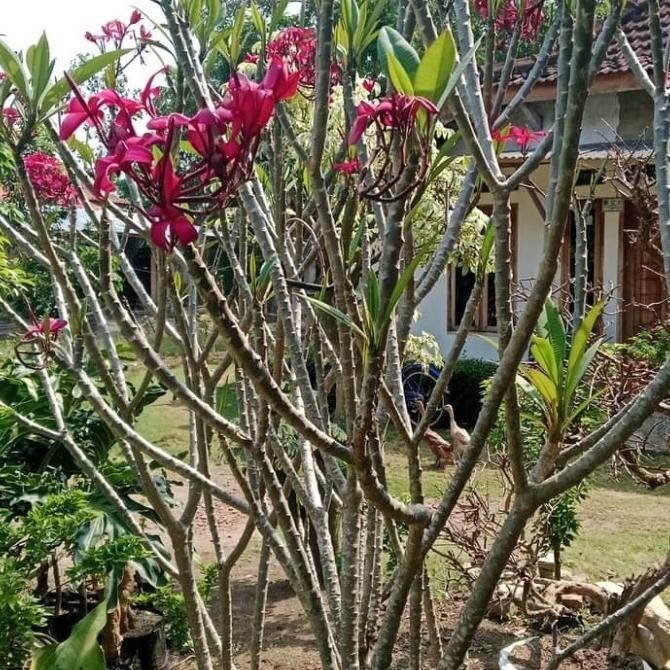 

kamboja kecap kondisi cabang tinggi 200cm jasa kirim gosend