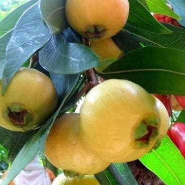 GRATIS ONGKIR Bibit Tanaman Buah Jambu Air Mawar Si Wangi