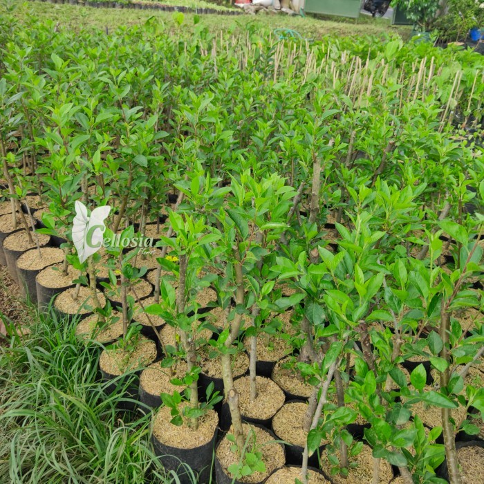 BERGARANSI Bibit Tanaman Buah Apel Lokal (Batang Bawah Apel)