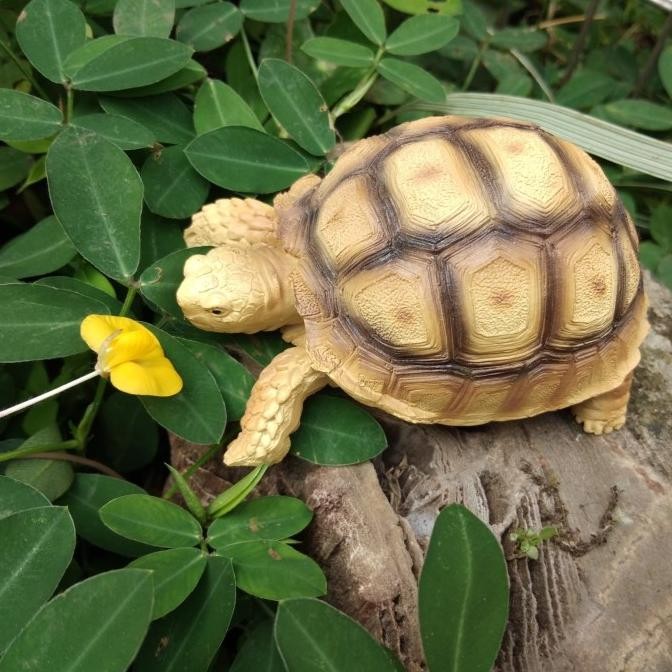 TERMURAH - Pajangan kura kura Sulcata tortoise dari negara Afrika