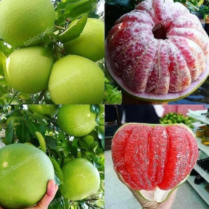 

Bibit Buah Jeruk Bali Madu Okulasi cepat berbuah