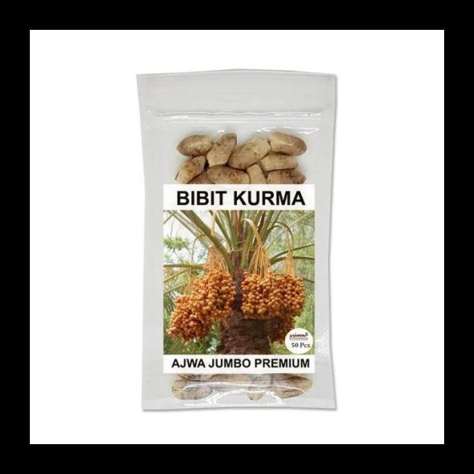

FRES NEW!!! BIBIT KURMA AJWA 50PCS / KURMA AJWA JUMBO / BENIH AJWA UNGGUL NEW!!!