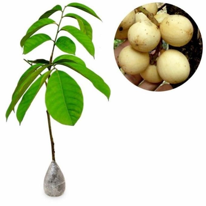 Bibit Tanaman Buah Duku Tanpa Biji / Duku thailand / Dukong 1 meteran MANTEP