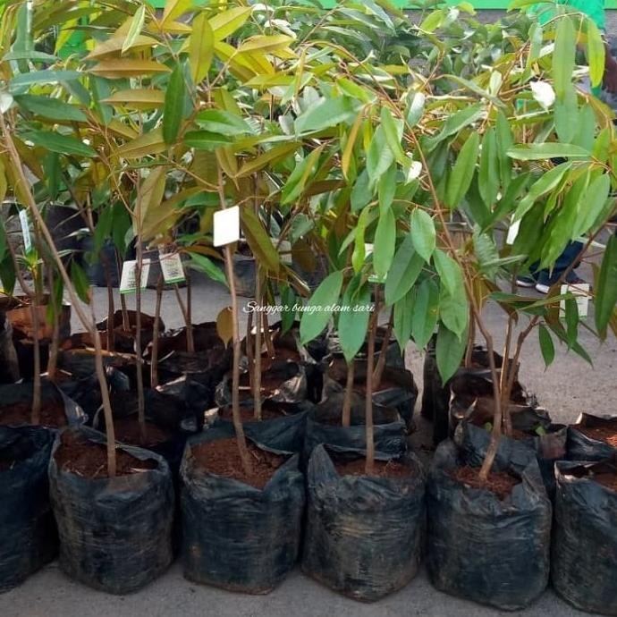 Tanaman Buah Durian Musang King / Bibit Durian Musang King MANTEP
