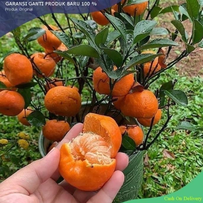 

Promo bibit jeruk santang madu cepat berbuah