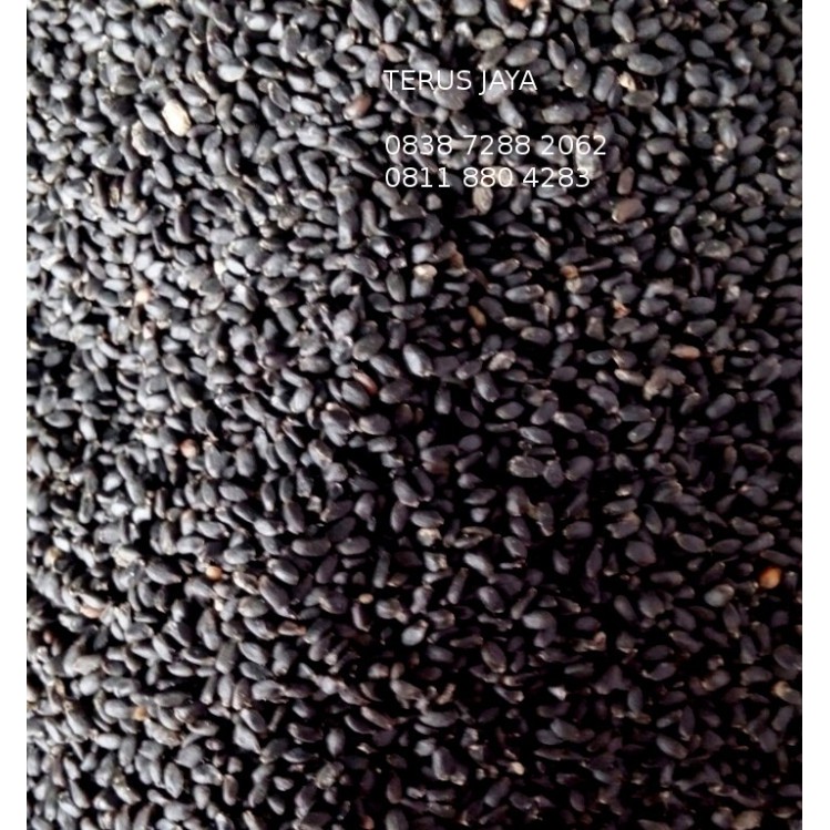 

TERBARU BASIL SEED BIJI SELASIH IMPORT KUALITAS PREMIUM PER KG