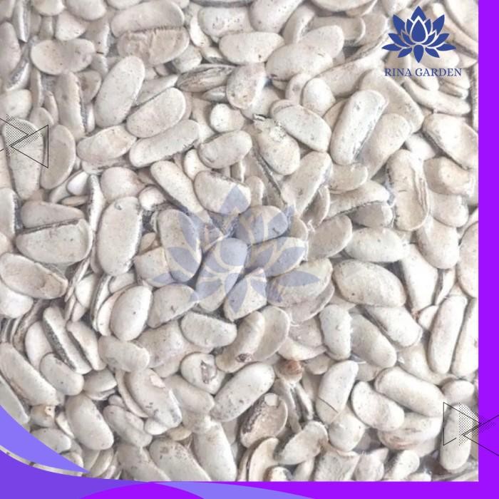 

BIJI MAHONI KUPAS 500 GRAM - BIJI BUAH MAHONI KUPAS KUALITAS TERBAIK