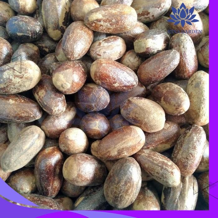 

BIJI PALA KERING UTUH 500GR / BIJI PALA LONJONG KERING TERBAIK