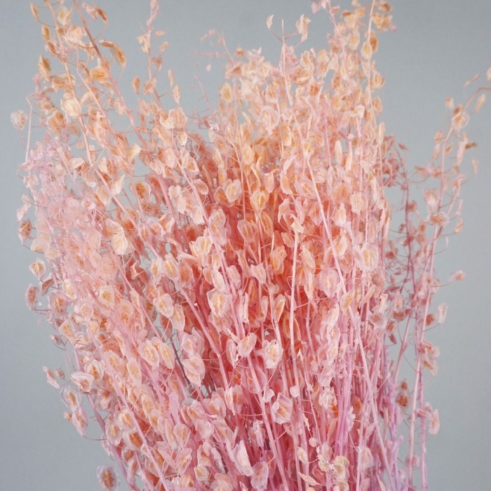 *#*#*#*#] 25gr Bunga Preserved Flower Kering Artificial Dry Pennycress Thlaspi