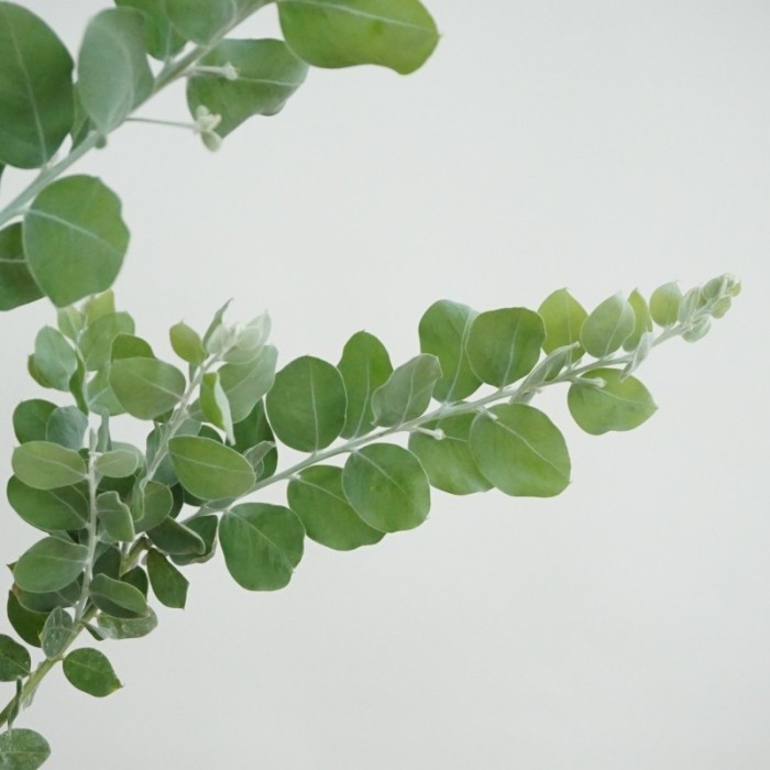 Blue Pearl Acacia Tree Podalyriifolia - Tanaman Hias Indoor Outdoor -Gratisongkir