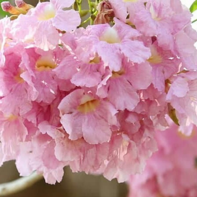 Pohon Tabebuya 3 Meter Rosea Pink Dan Kuning -Gratisongkir