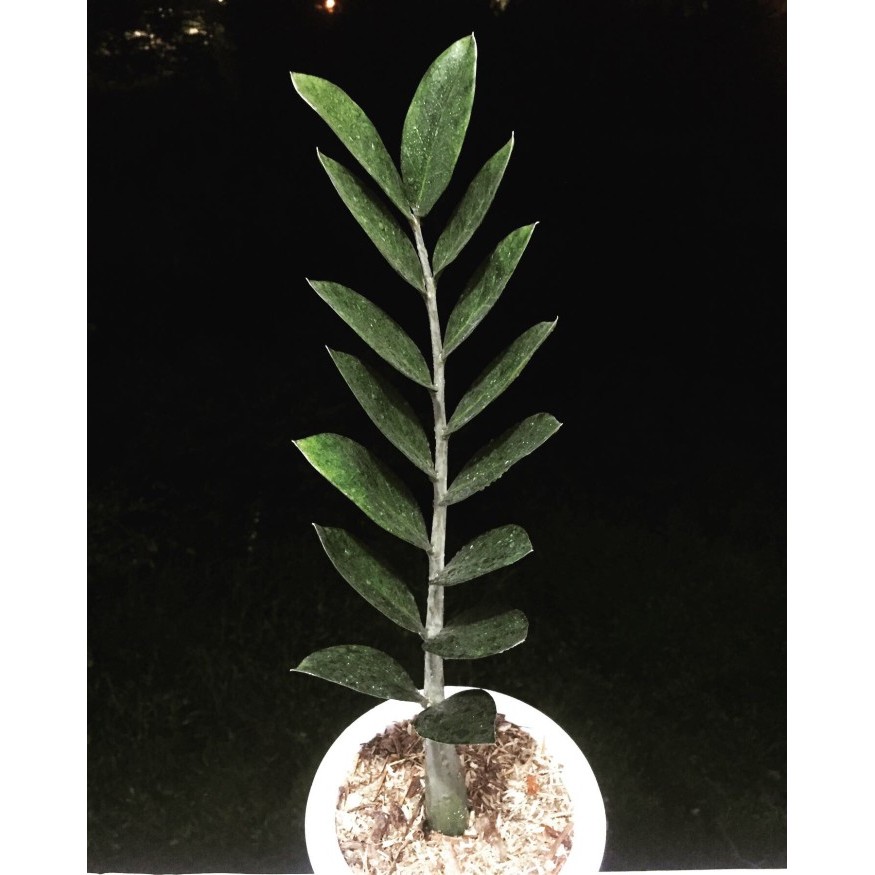 Zamia Raven/Zzplant -Gratisongkir
