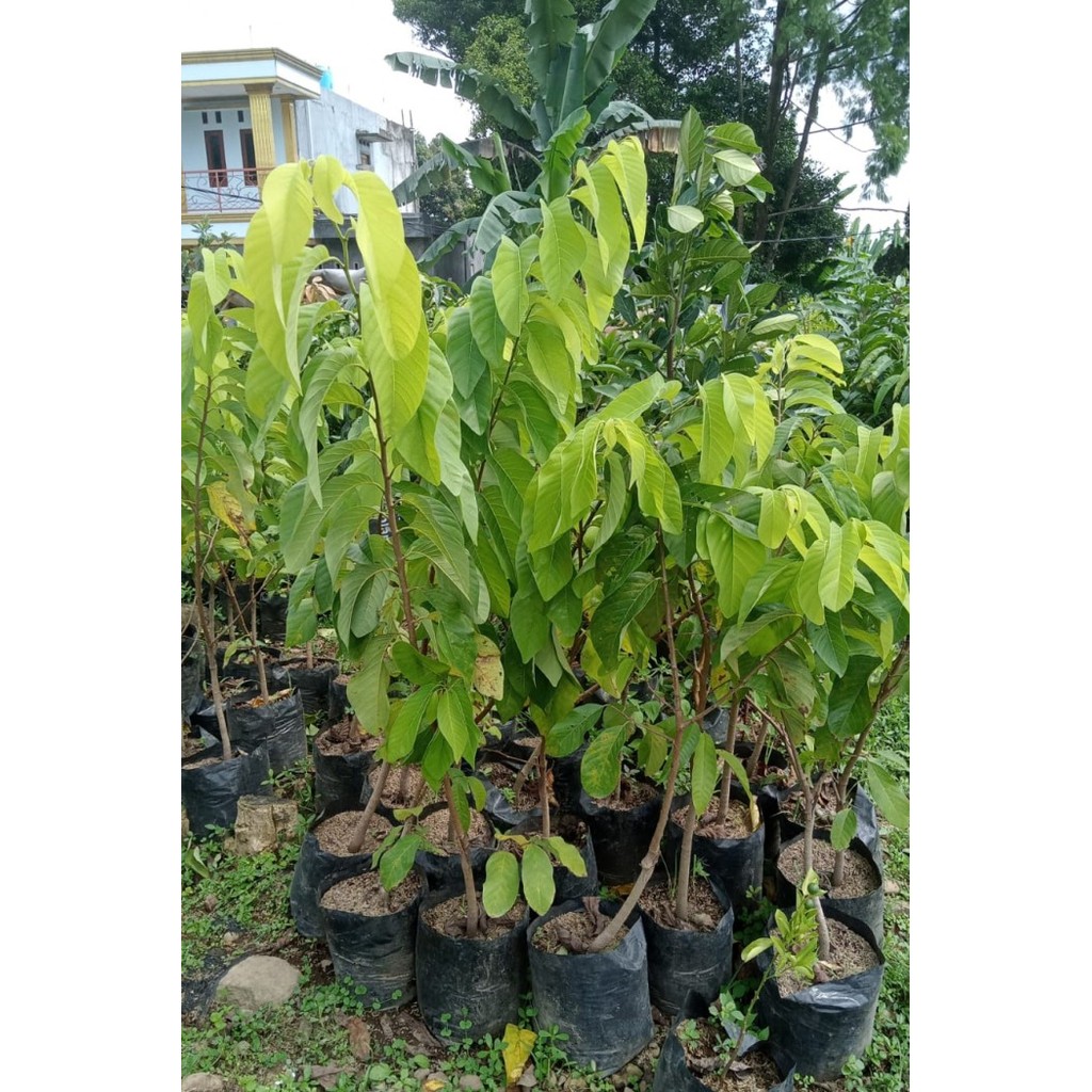 Bibit Pohon Buah Srikaya Besar - Pohon Buah Srikaya Besar Jumbo -Gratisongkir