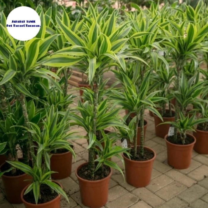 Tanaman Hias Indoor Dracaena Fragrans - Dracaena Fragrans - Dracena -Gratisongkir