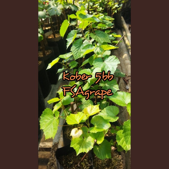 Bibit Anggur Kober 5Bb (Rootstock Import) -Gratisongkir