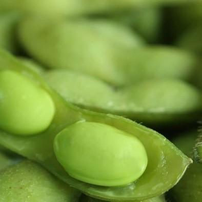 Bibit Edamame Kemasan Derigen Bibit Kedelai Jepang Kacang Edamame -Gratisongkir