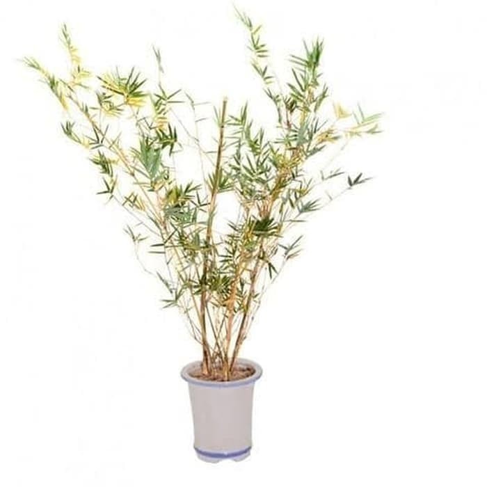 Tanaman Hias Bambu Kuning Mini + Pot -Gratisongkir