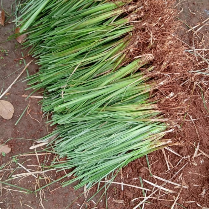 Paket 1000 Batang Rumput Vetiver Akar Wangi Bibit Rumput Vetiver -Gratisongkir