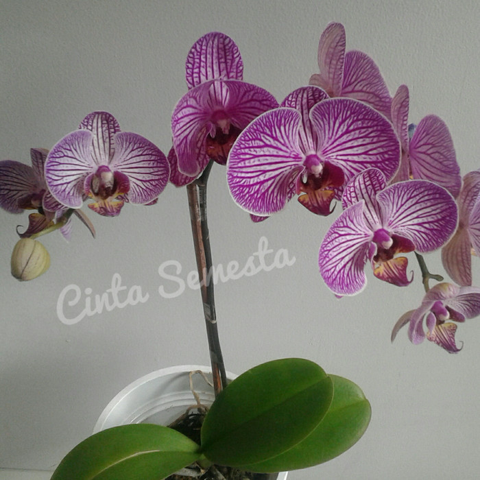 Tanaman Hias Hidup Anggrek Bulan Full Strip Ungu -Gratisongkir