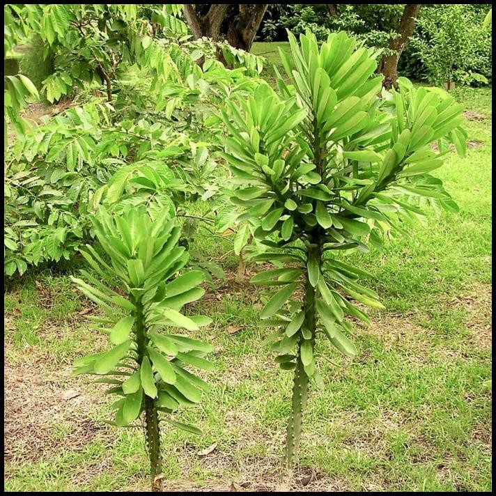 BEST DEAL BIBIT POHON EUPHORBIA NERIIFOLIA KAKTUS SUKULEN TANAMAN SUDU SUDU 1020 