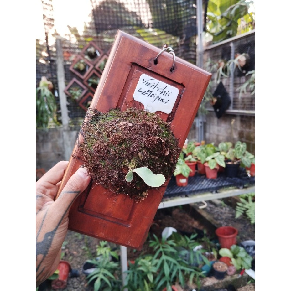 TERMURAH - Platycerium Vietchii Lemoineii