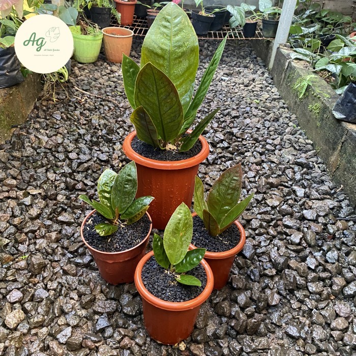 TERBARU - anthurium neo superboom