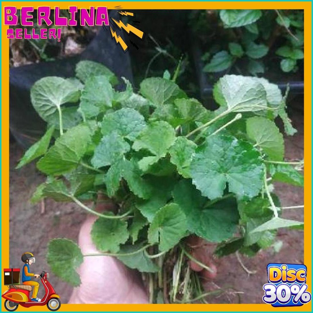 

Daun Pegagan / Daun Antanan / Daun Senduduk 1 Ikat (Murmer)