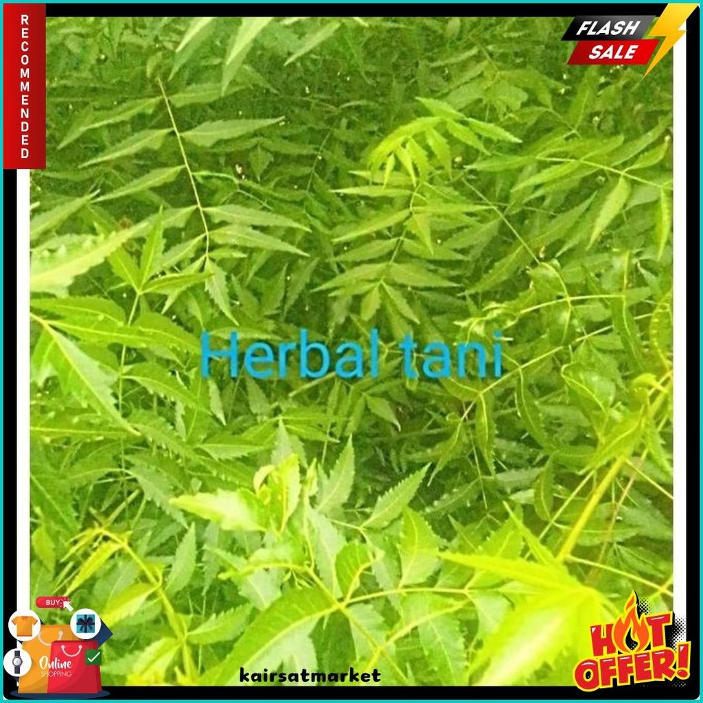 

Herbal Daun Mimba Segar 1Kg (Lagi Viral)