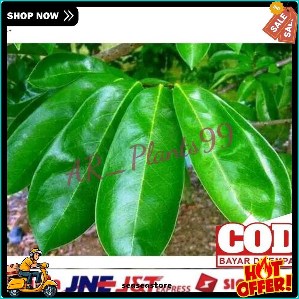 

Daun Sirsak 100 Lembar Anti Kanker Anti Tumor Masih Segar Fresh (Lagi Diskon)