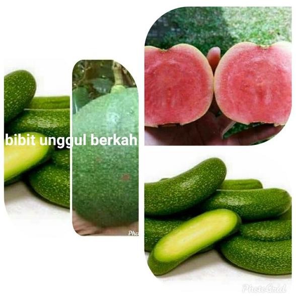 

paket jambu sukun merah alpukat non biji dan kendil