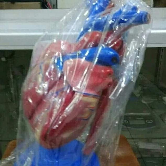 

TORSO JANTUNG model jantung alat peraga biologi torso jantung