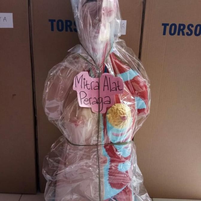 

TORSO WANITA PEREMPUAN- ANATOMI WANITA PEREMPUAN- ALat Peraga Biologi