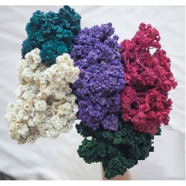 

SR710 Edelweis Dried Flowers - Bunga Edelweis Kering (1pc) TERBARU