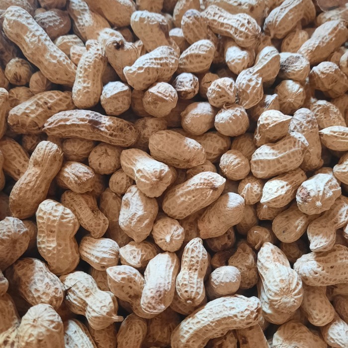 

TERMURAH Kacang Kulit Oven Rasa Asin 500gram