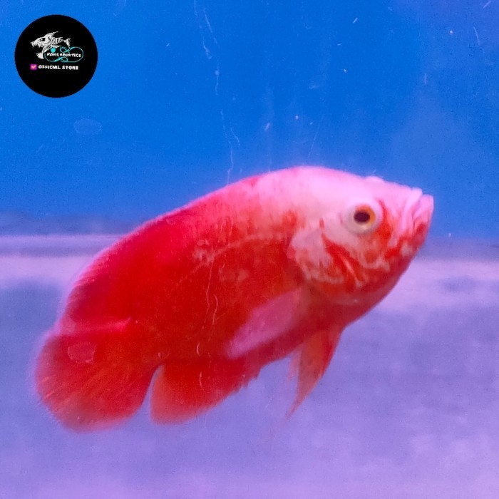 Ikan Hias Oscar Paris Red Chili