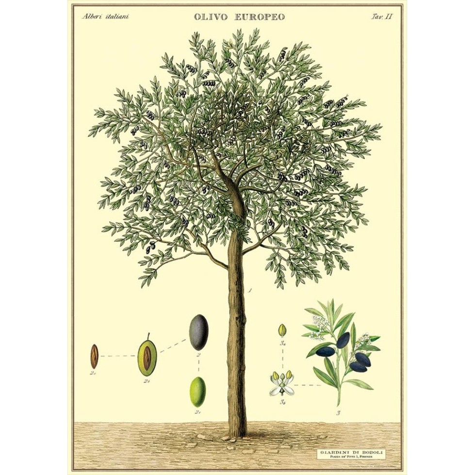 

Cavallini Olive Tree Poster Wrap