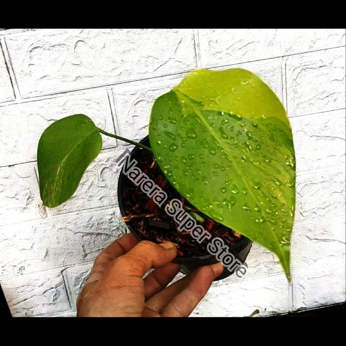 Monstera Marmorata Aurea Yellow Variegata Real Pict Murah Ekonomis