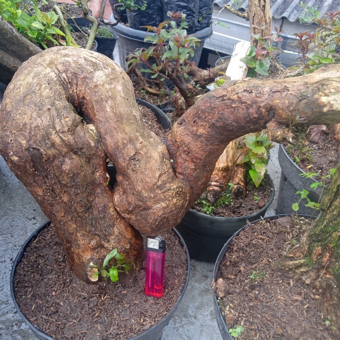 bahan bonsai bougenville