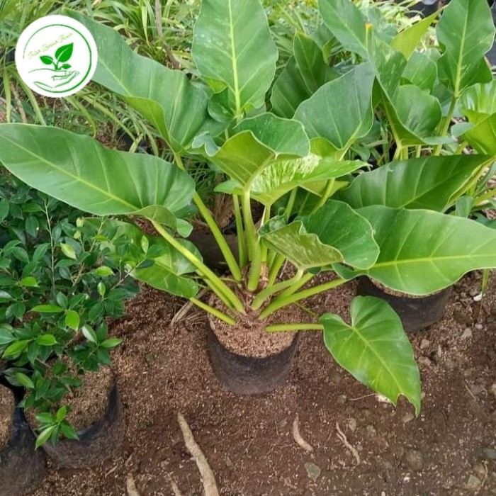 philo marble ukuran besar