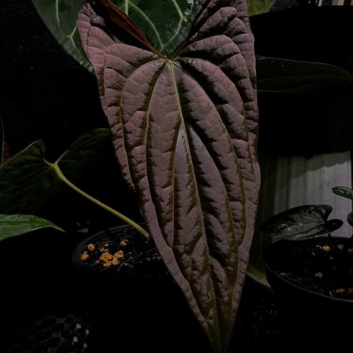 anthurium papillilaminum x luxurians
