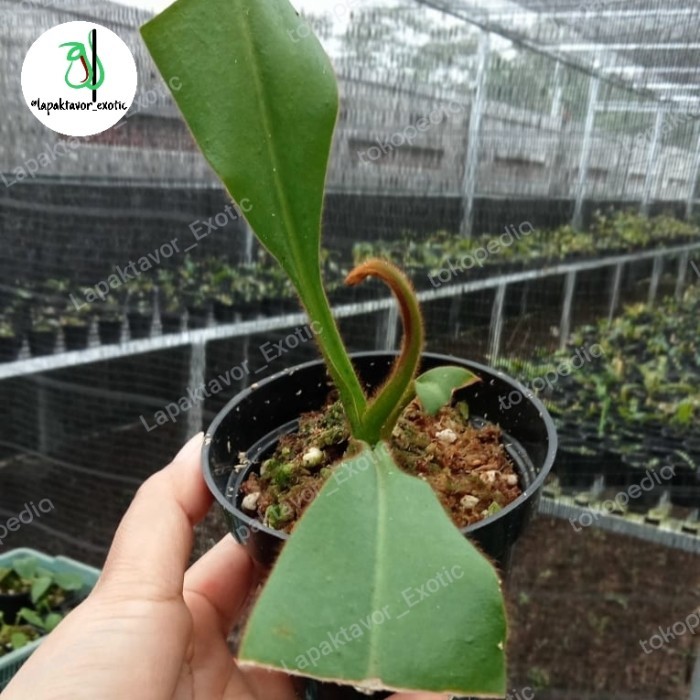 Nepenthes Veitchii Bareo